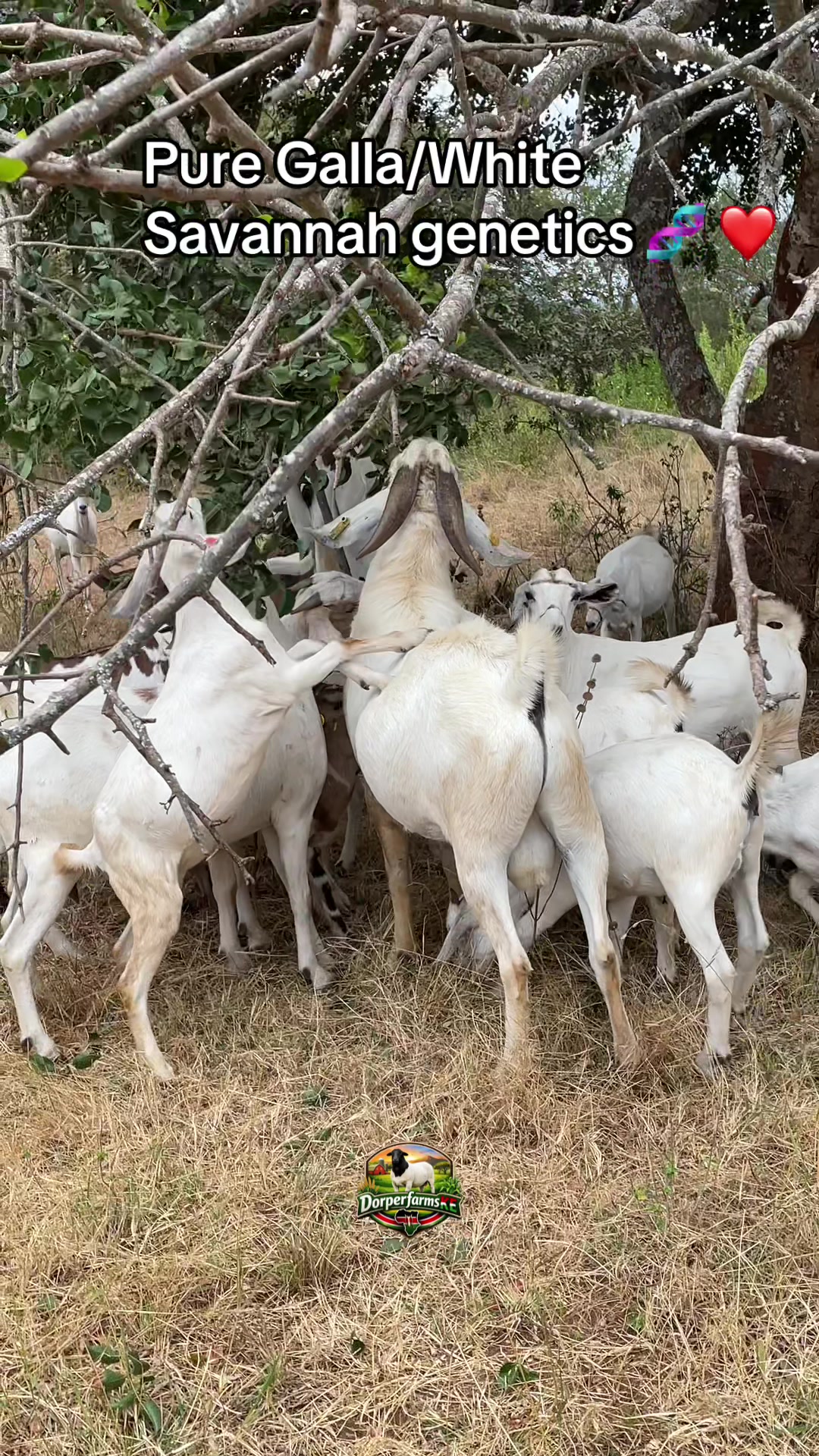 @DorperfarmsKE