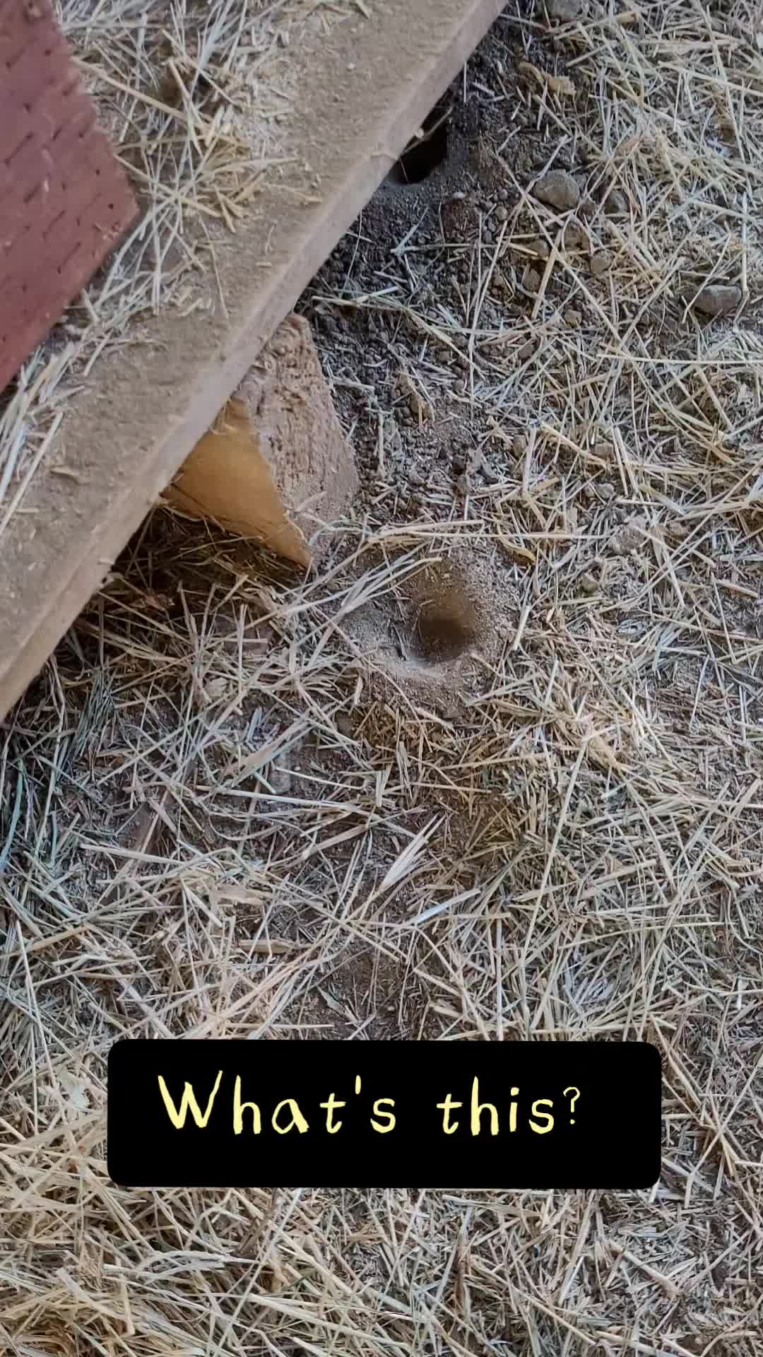 @VioletHorizonsFarm