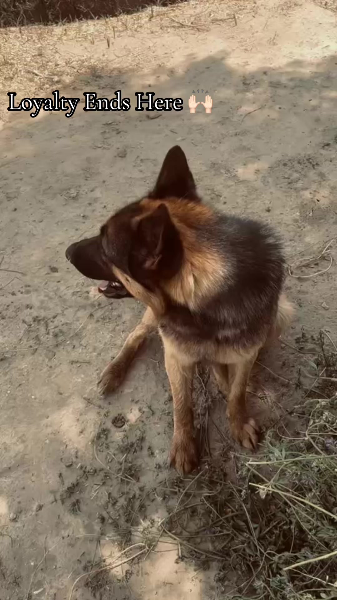 @ASH🐶