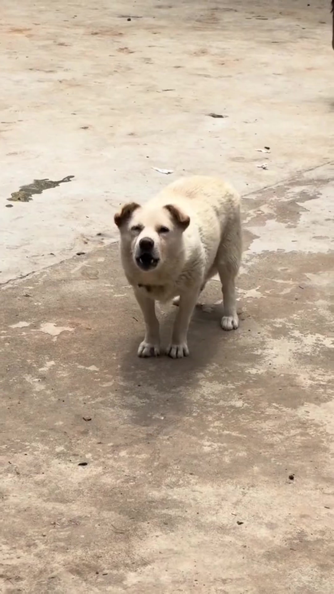 @เพชรย้อม