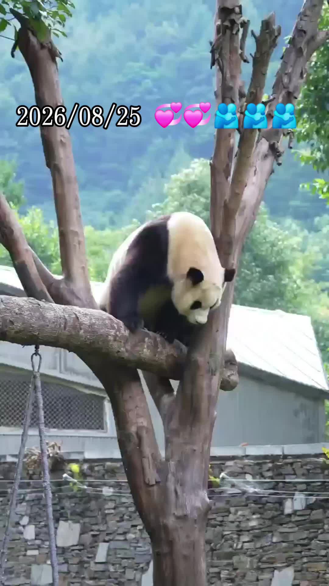 @福寶需要愛的抱抱