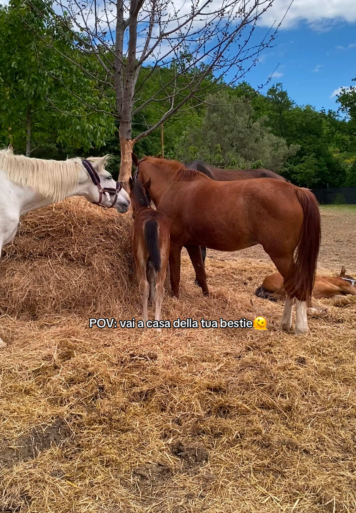 @equestrian_ale