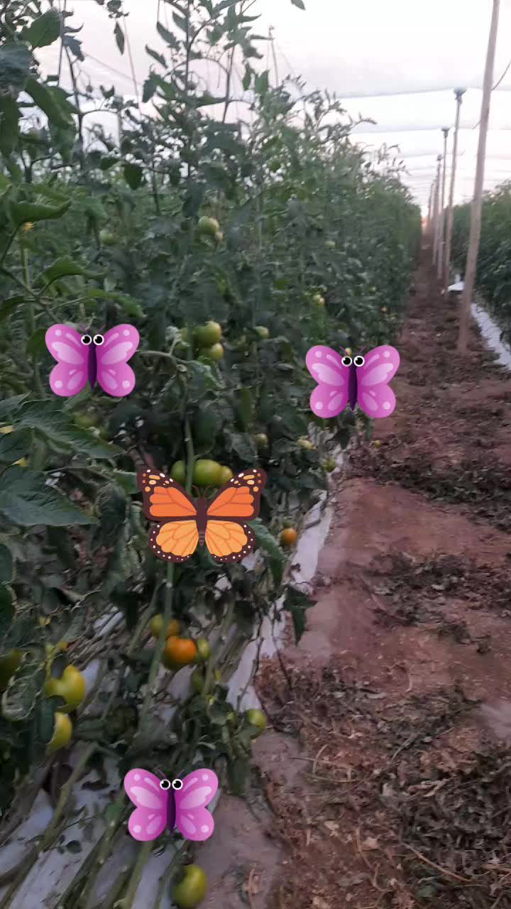@lid.01