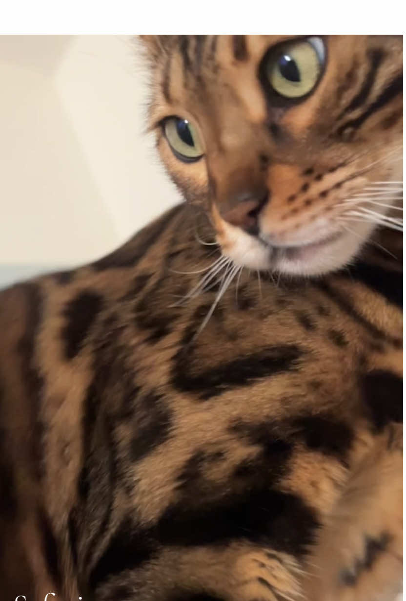 @Jasper🐆Bella🐆Safari🐆