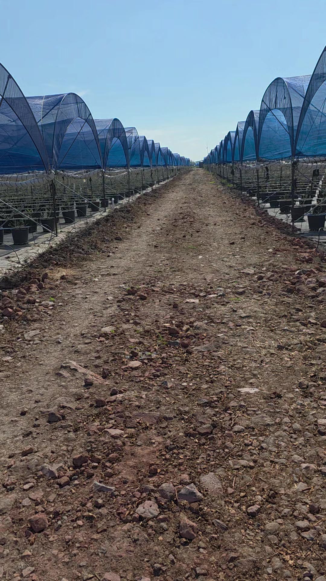 @El Extensionista del Agro