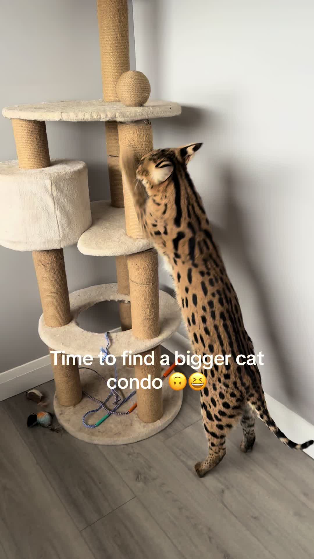 @milo the serval