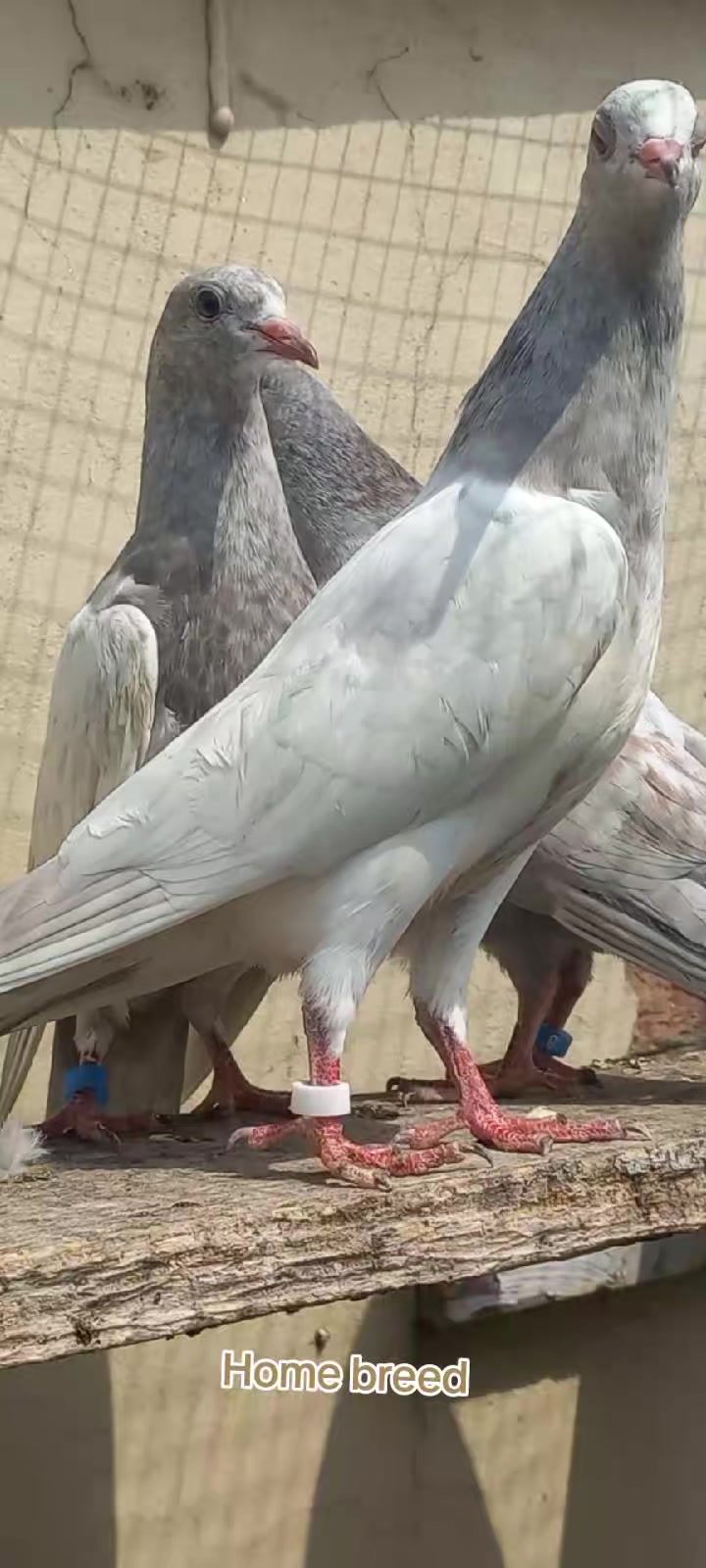@Ranakasuripigeon