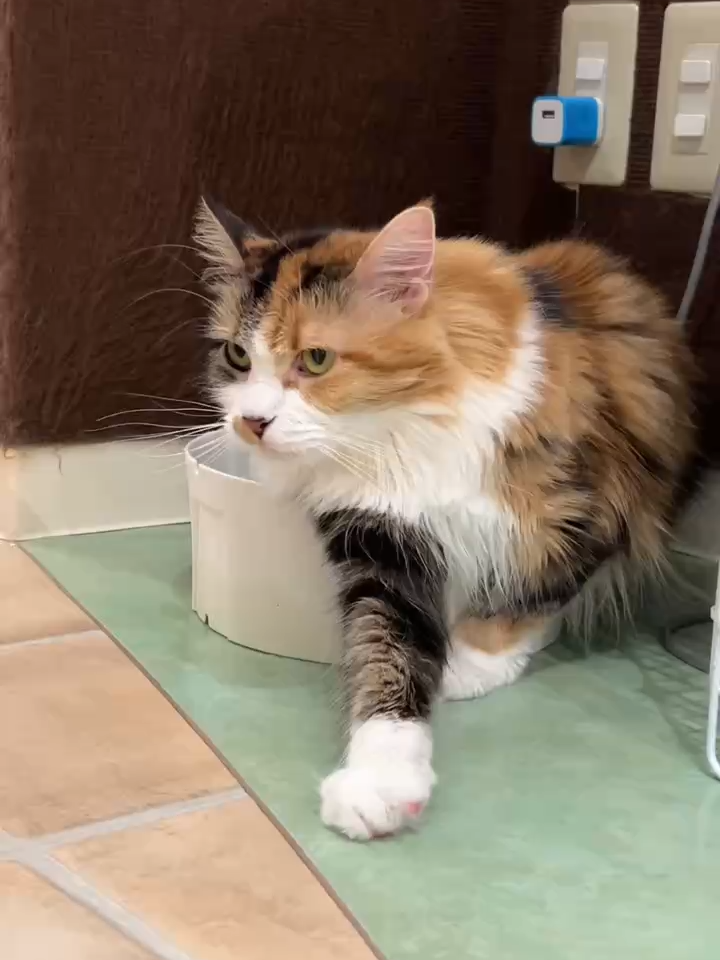 @猫カフェぷちまりーおきなわ北谷店