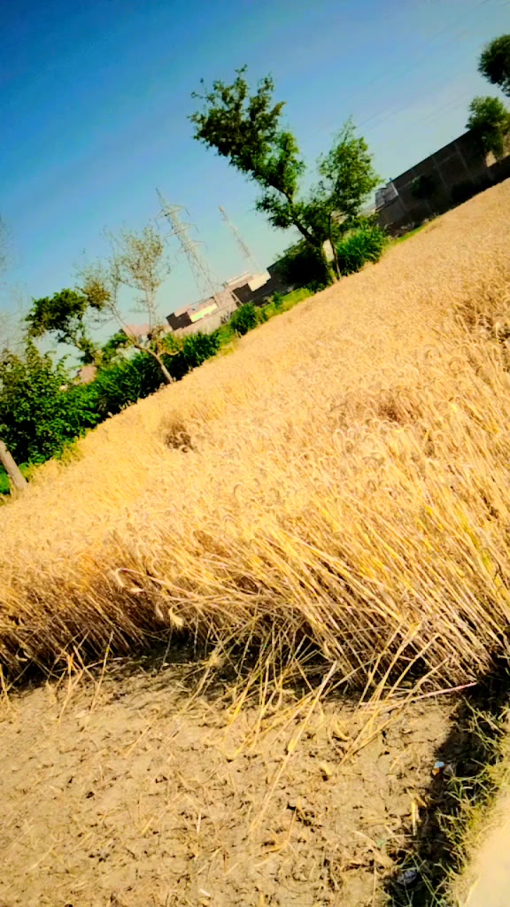 @bhaoji