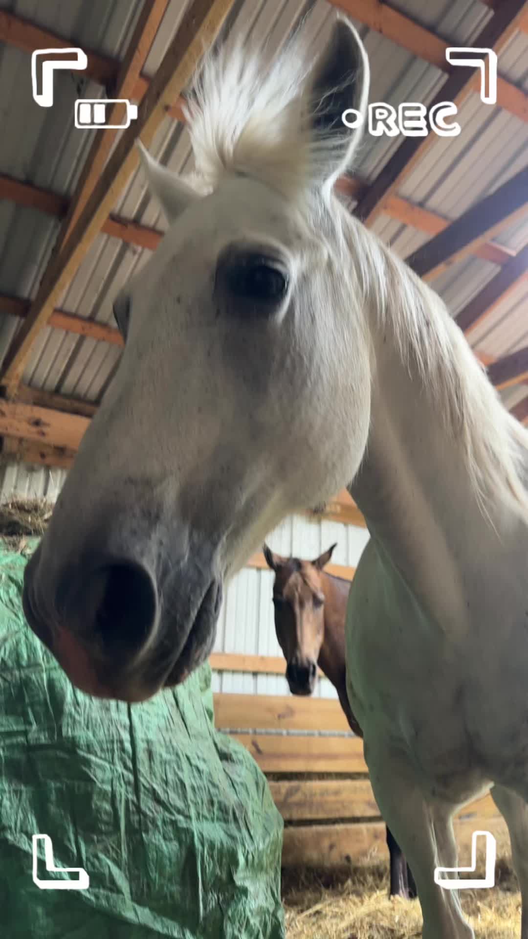 @LilFilly