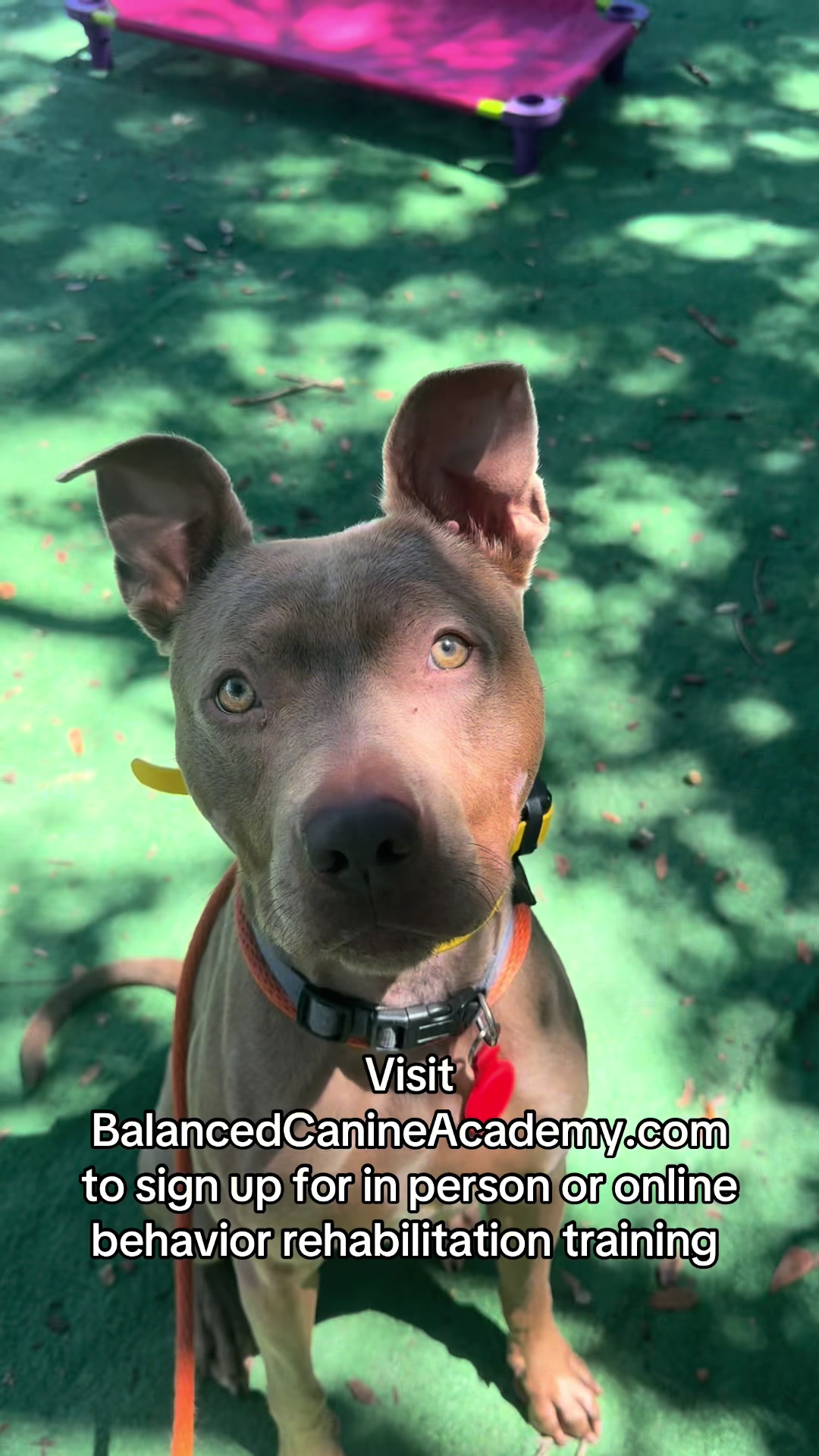 @balancedcanineacademy