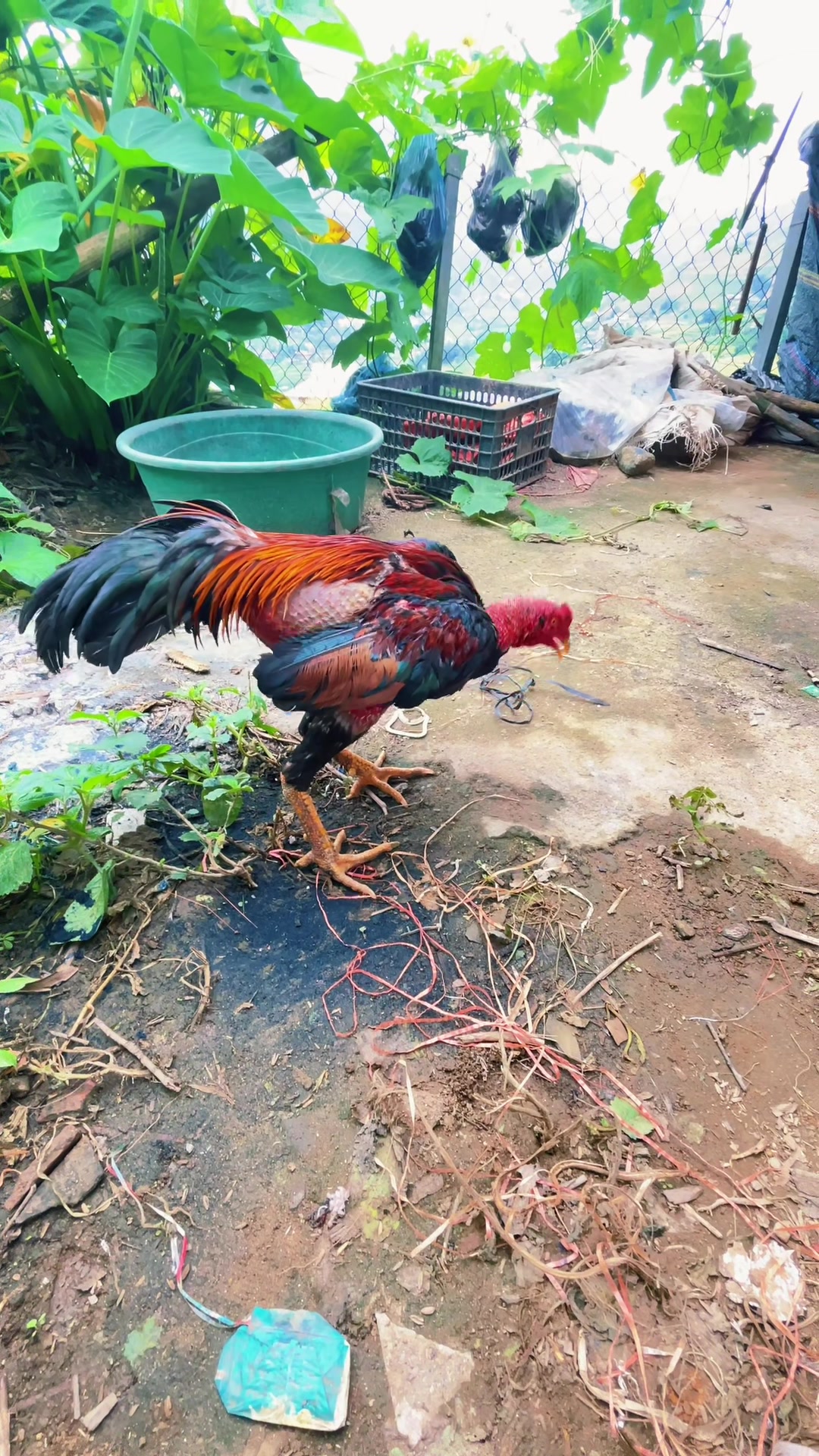 @Sinh gà Cỏ