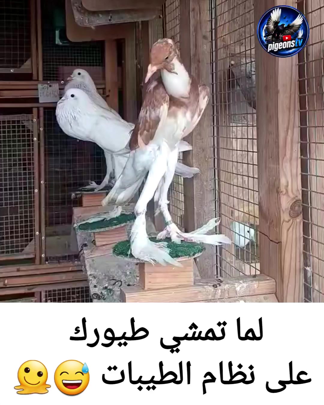 @Pigeons Tv