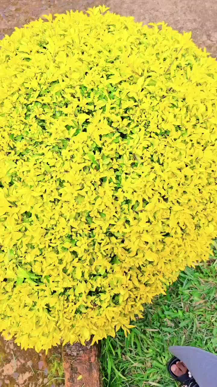 @@bev