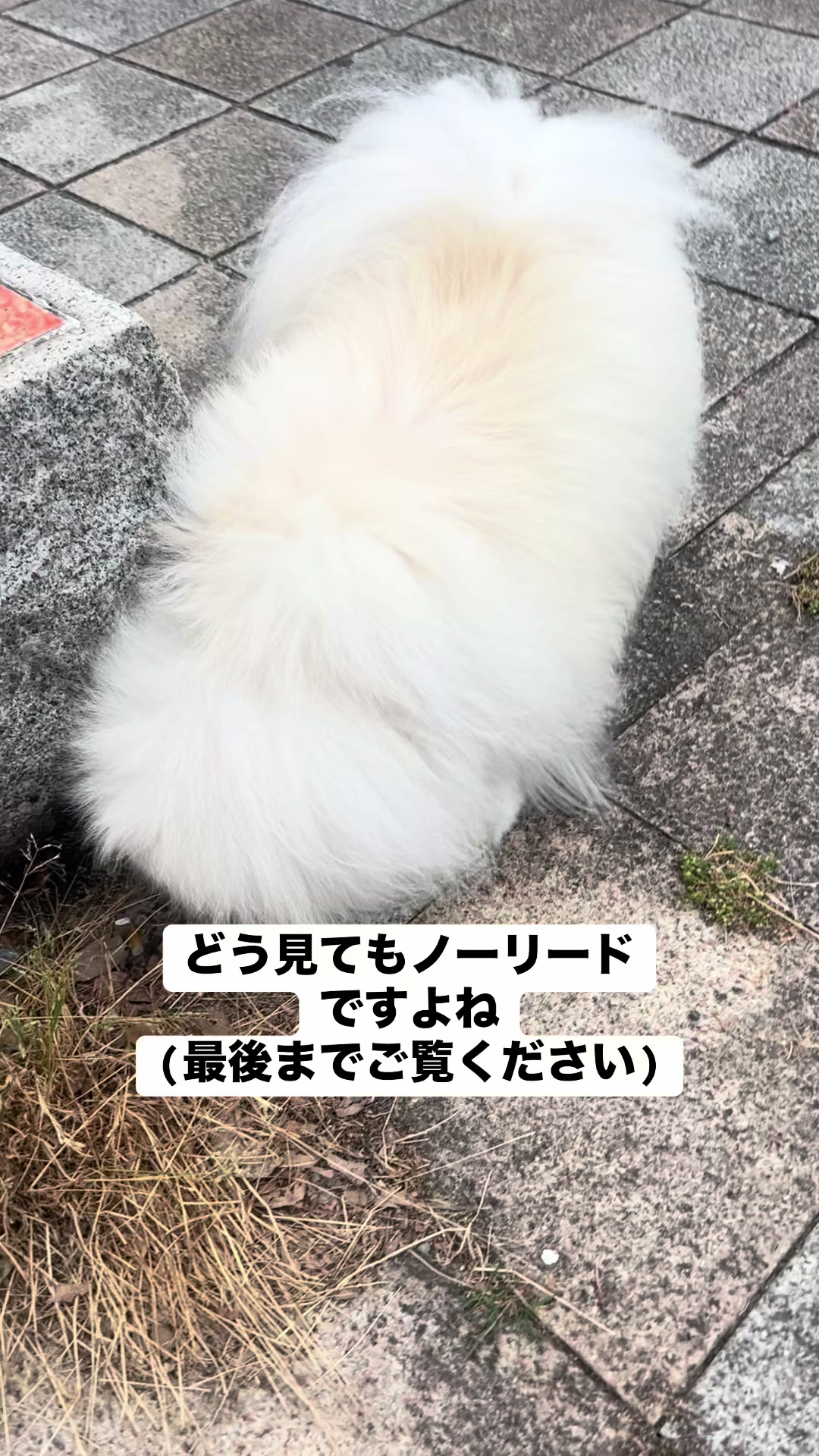 @なんこつ