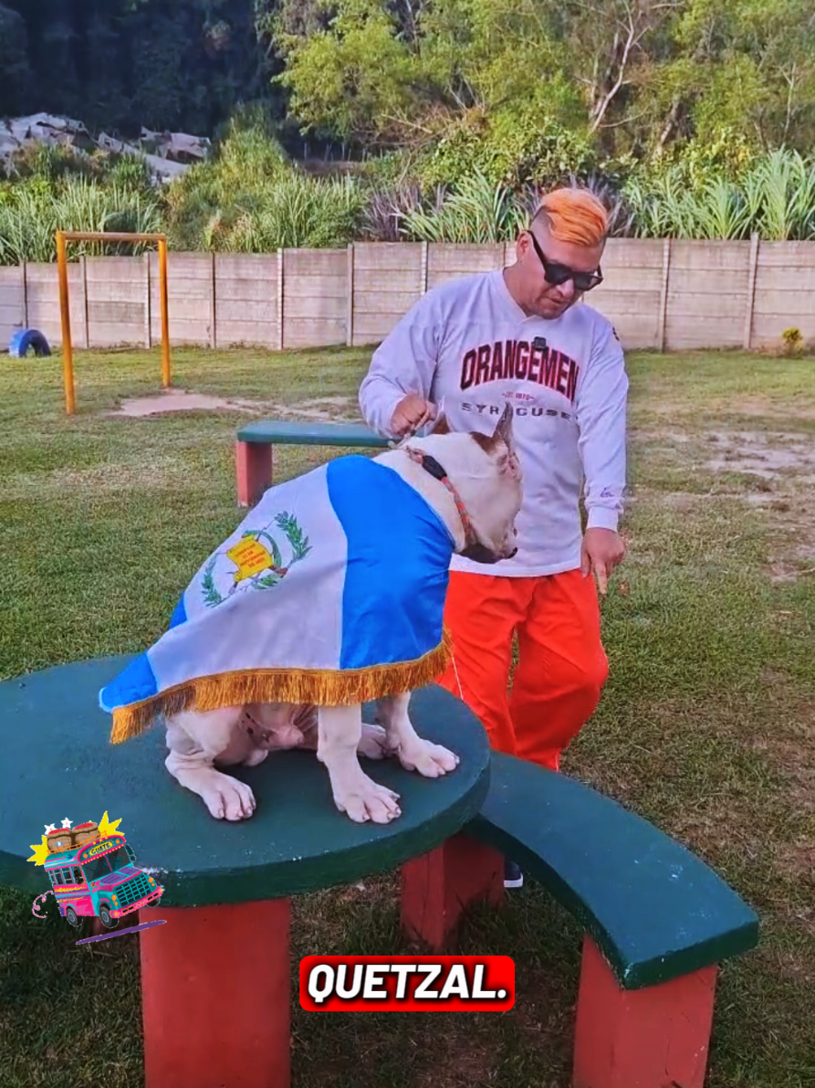 @Dogo Guatemalteco oficial