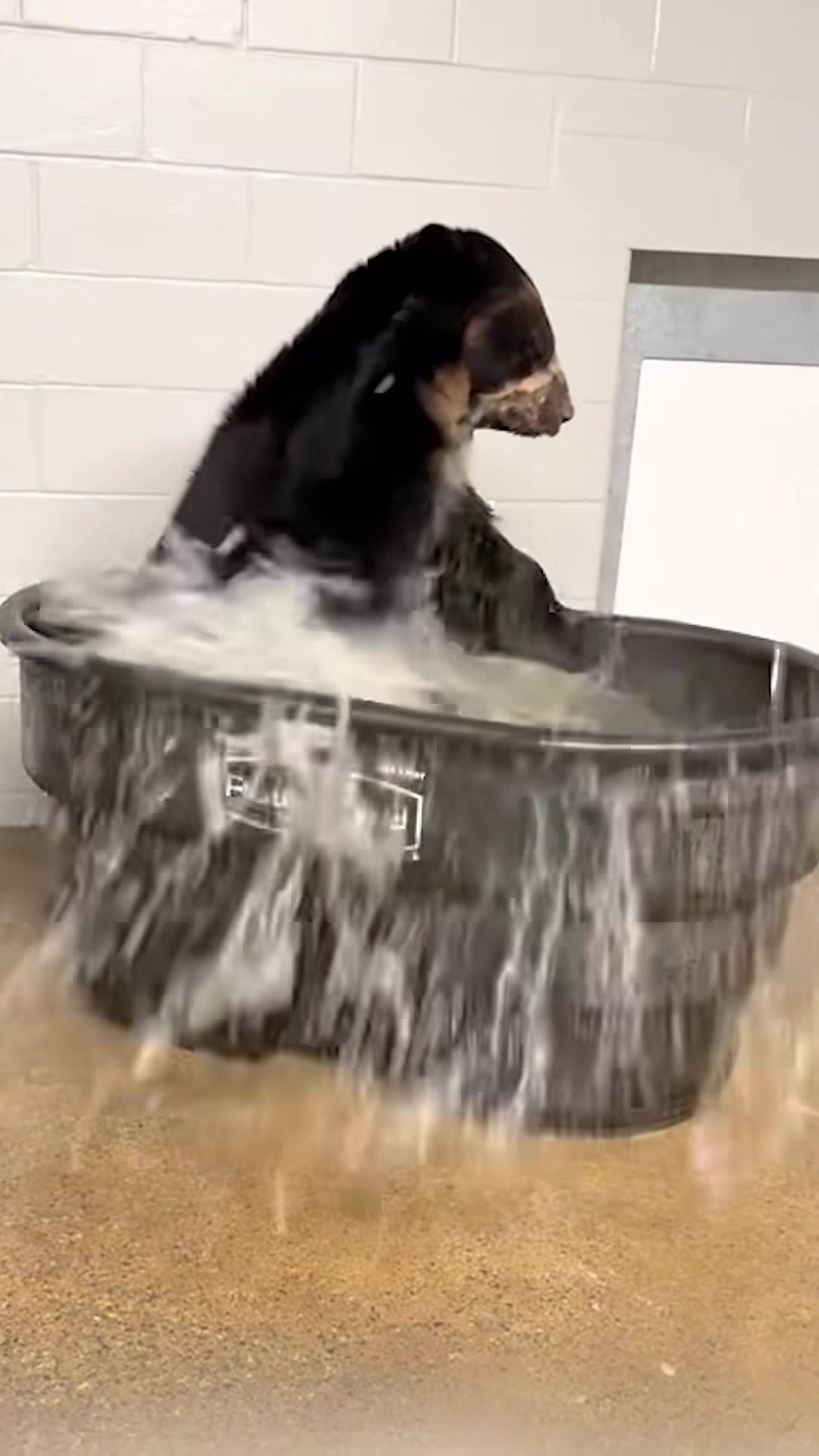 @auraful_animals