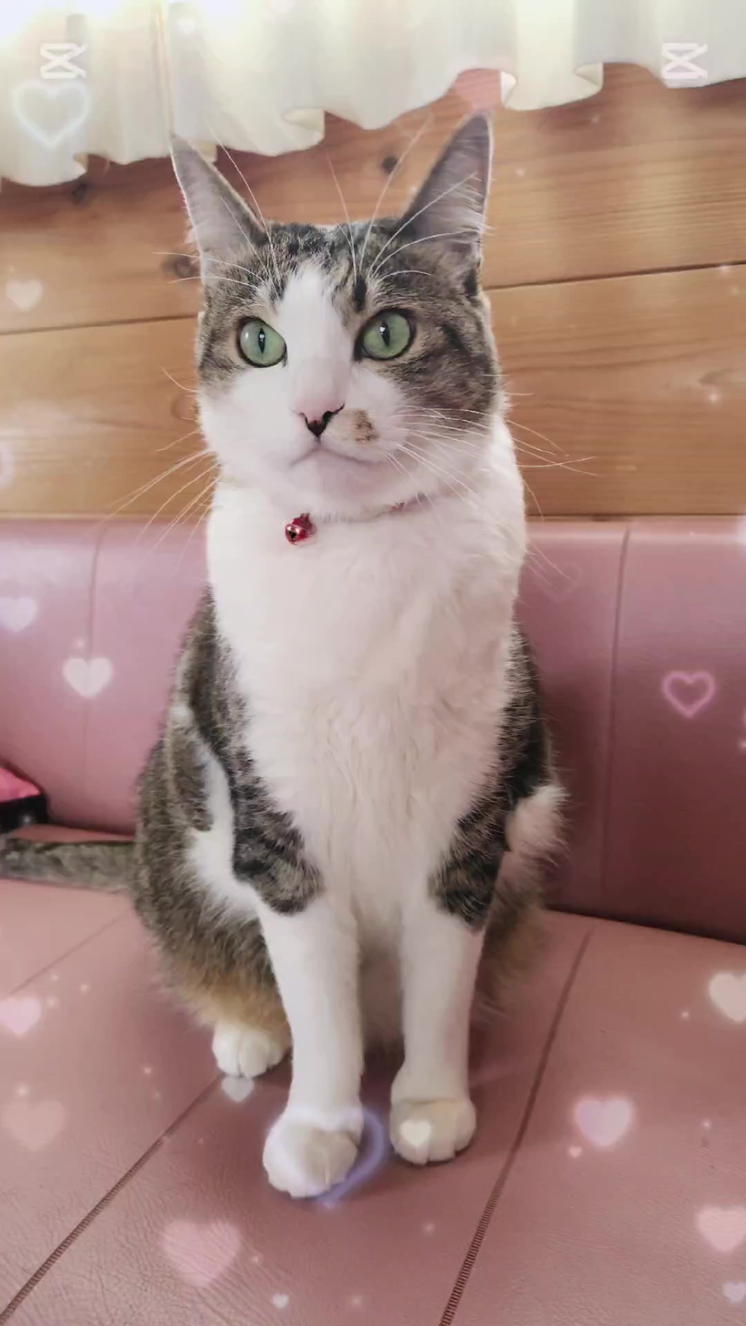 @momo