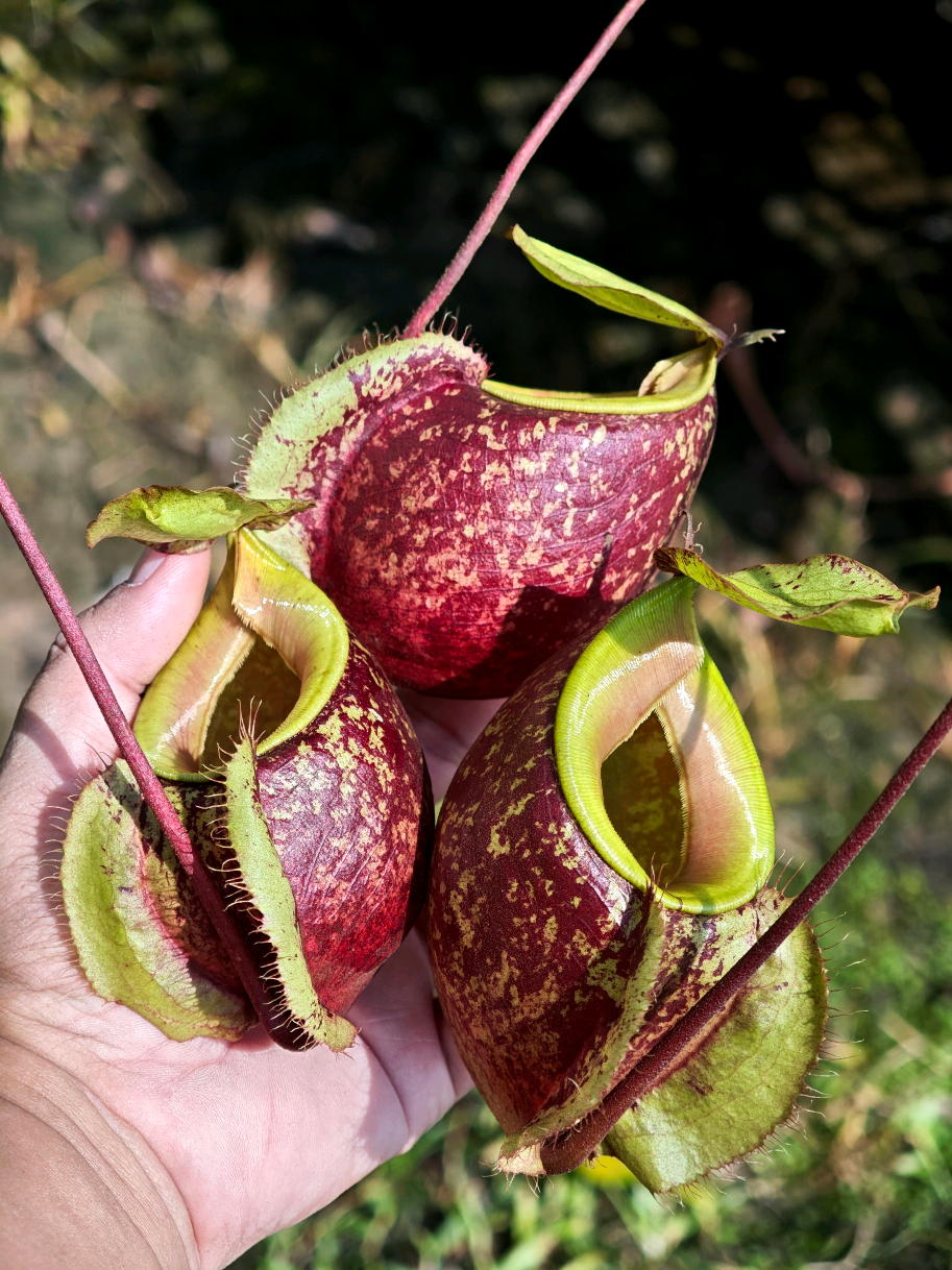 @GSp.Rayong Nepenthes