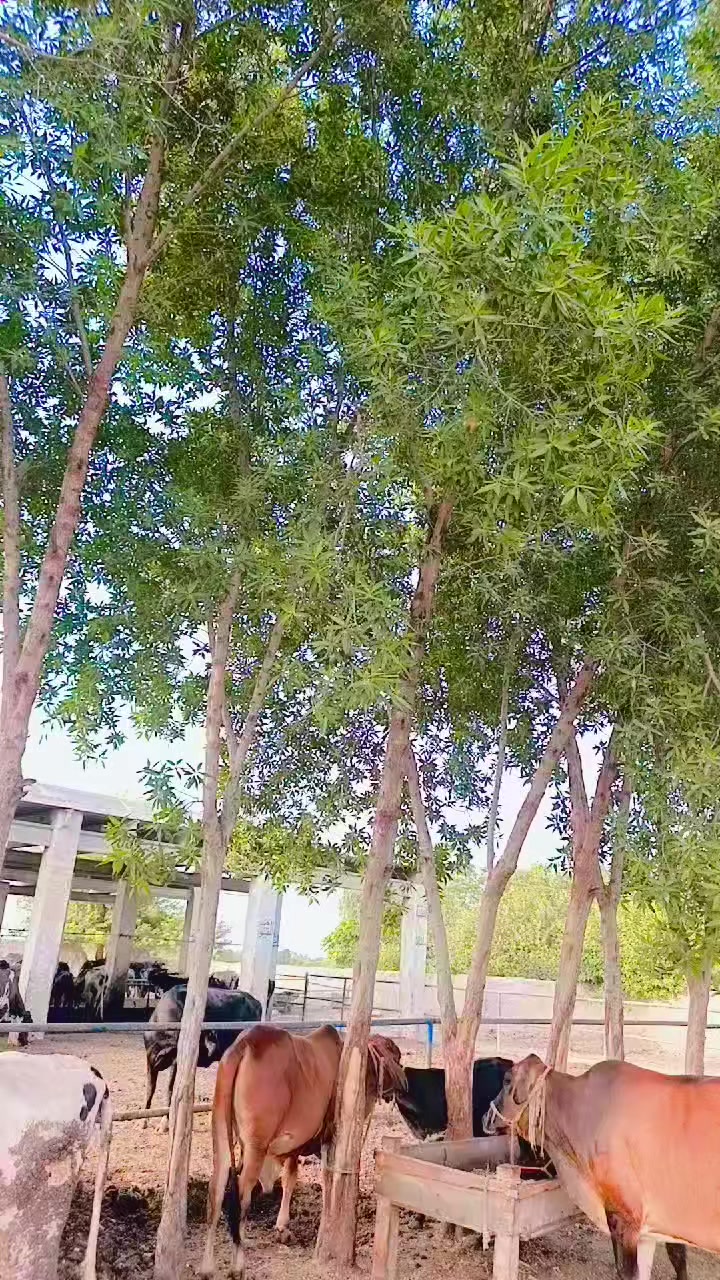 @ғᴀʏʏᴀᴢ ᴋʜᴀɴ