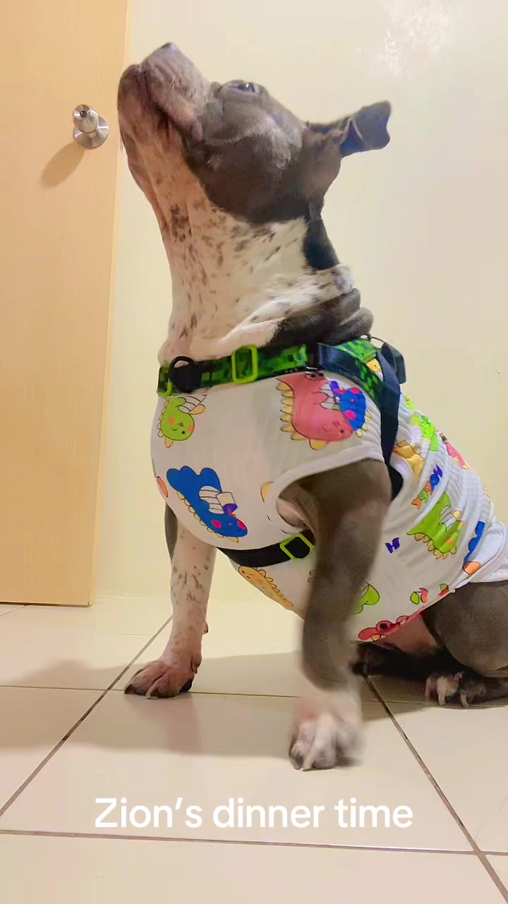 @The Fibibi Paws- Pet Sitting
