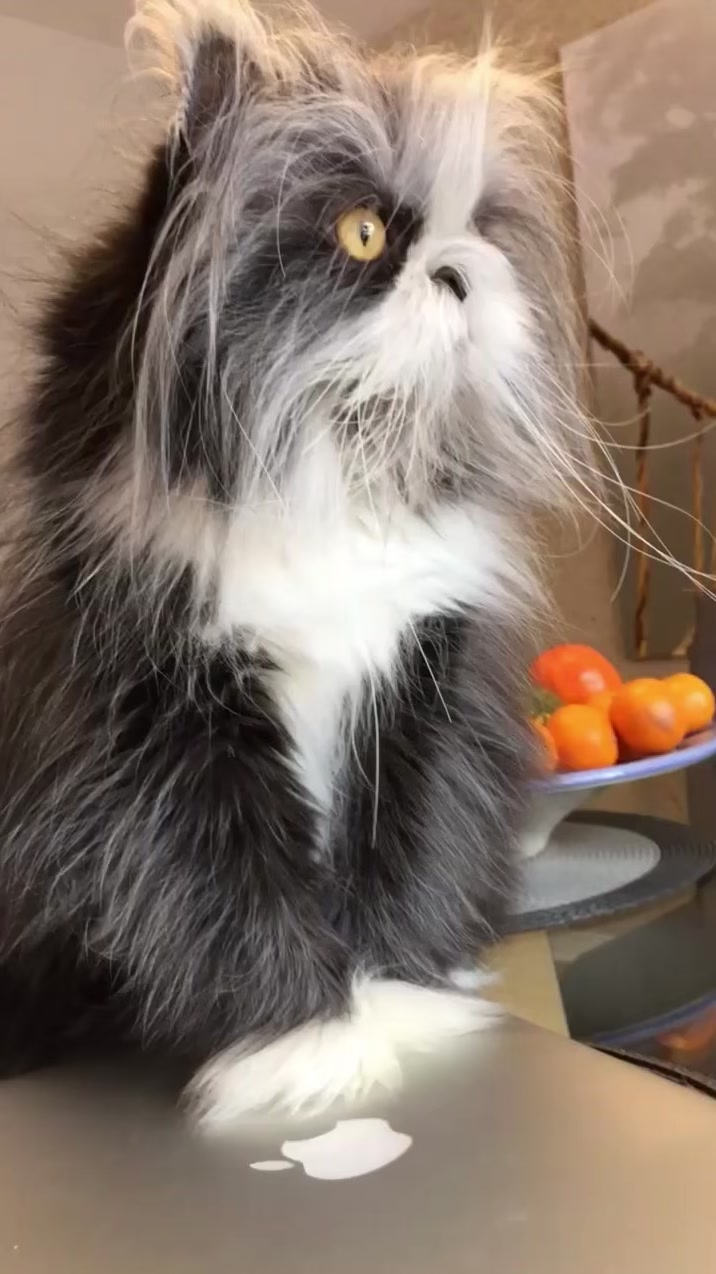 @atchoumthecat