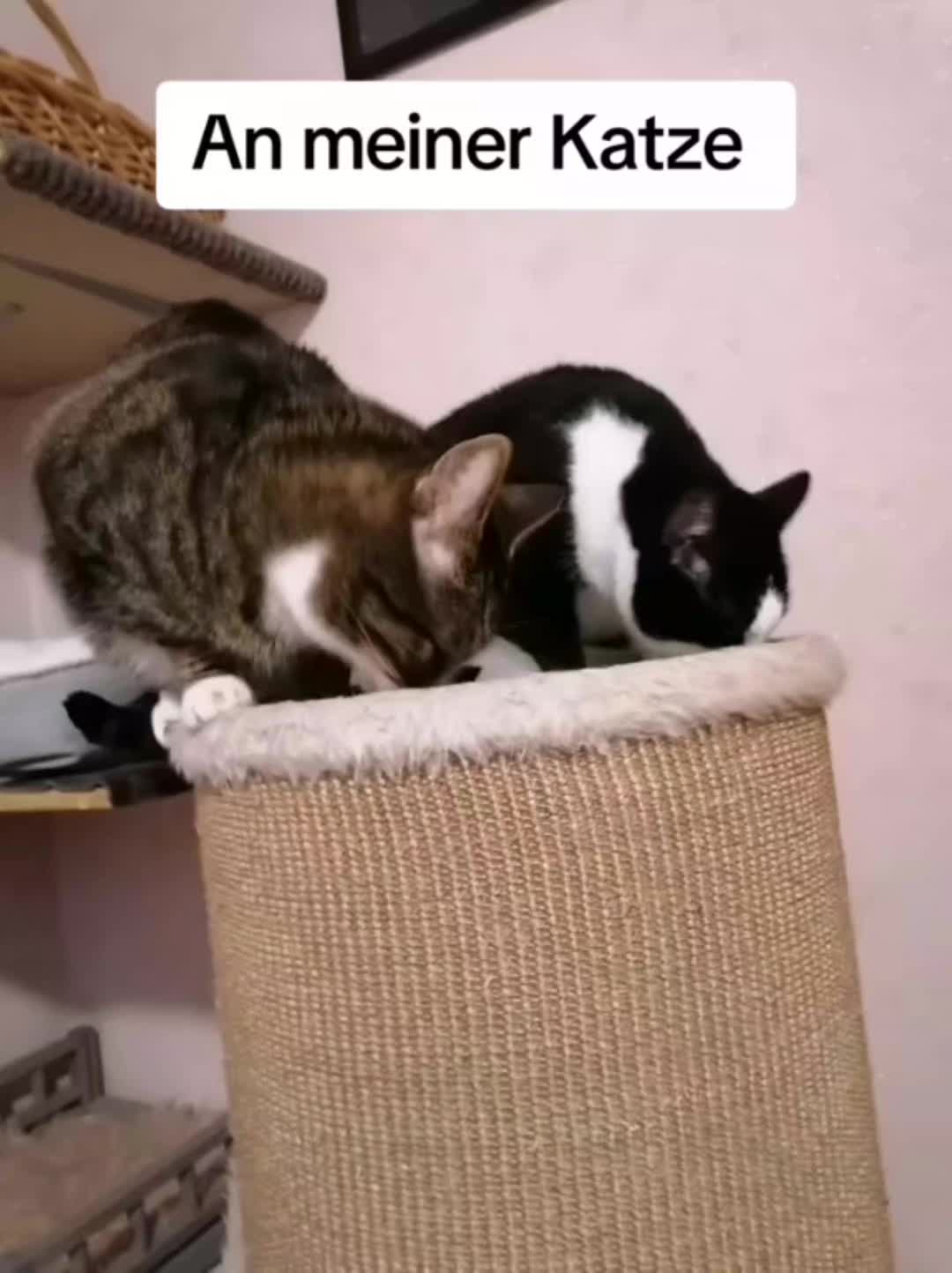 @Badcat _DHC🦁🦁
