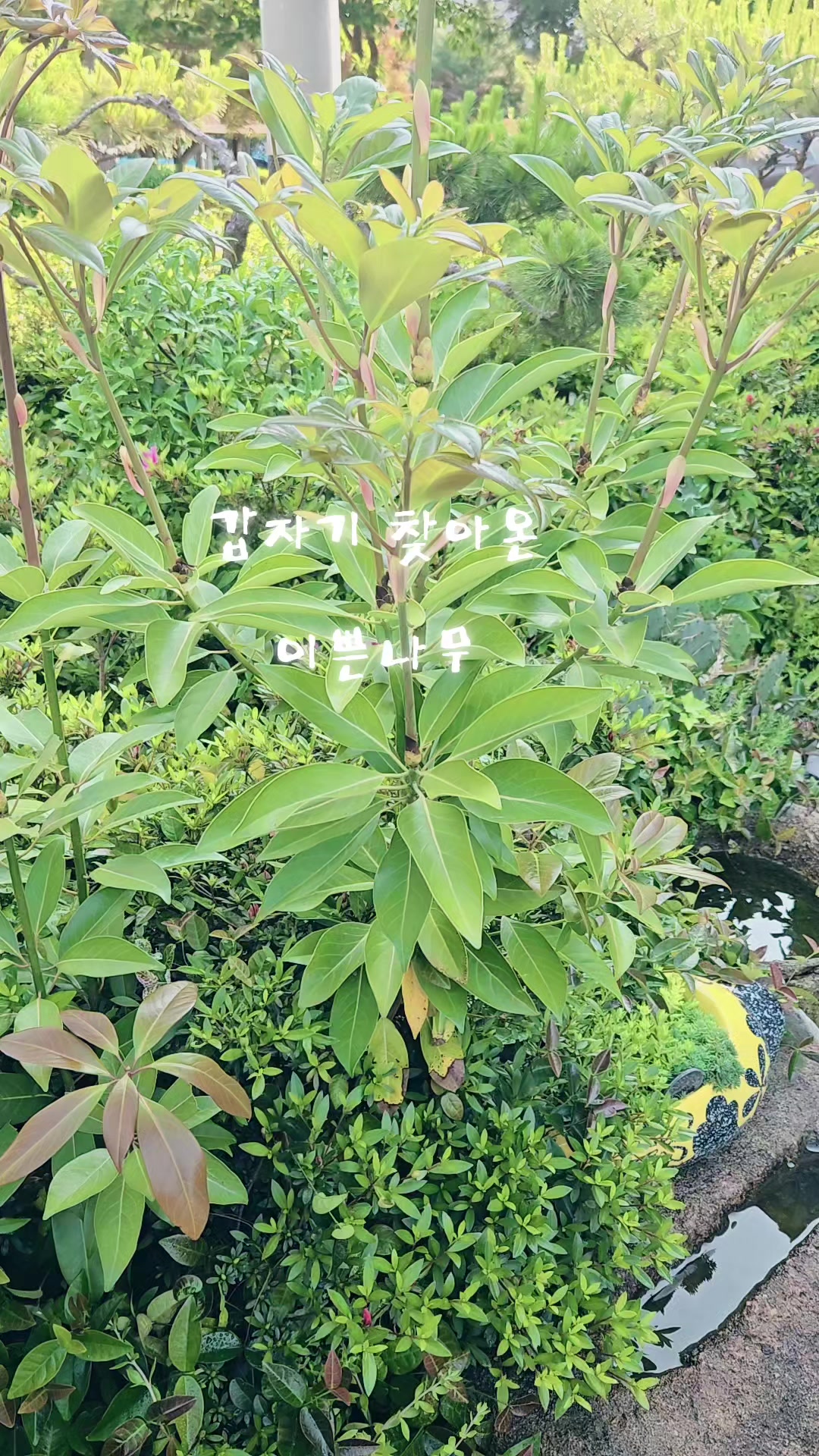 @백조 ~고상하고 우아하게 살자 ❤️ (김교흠)