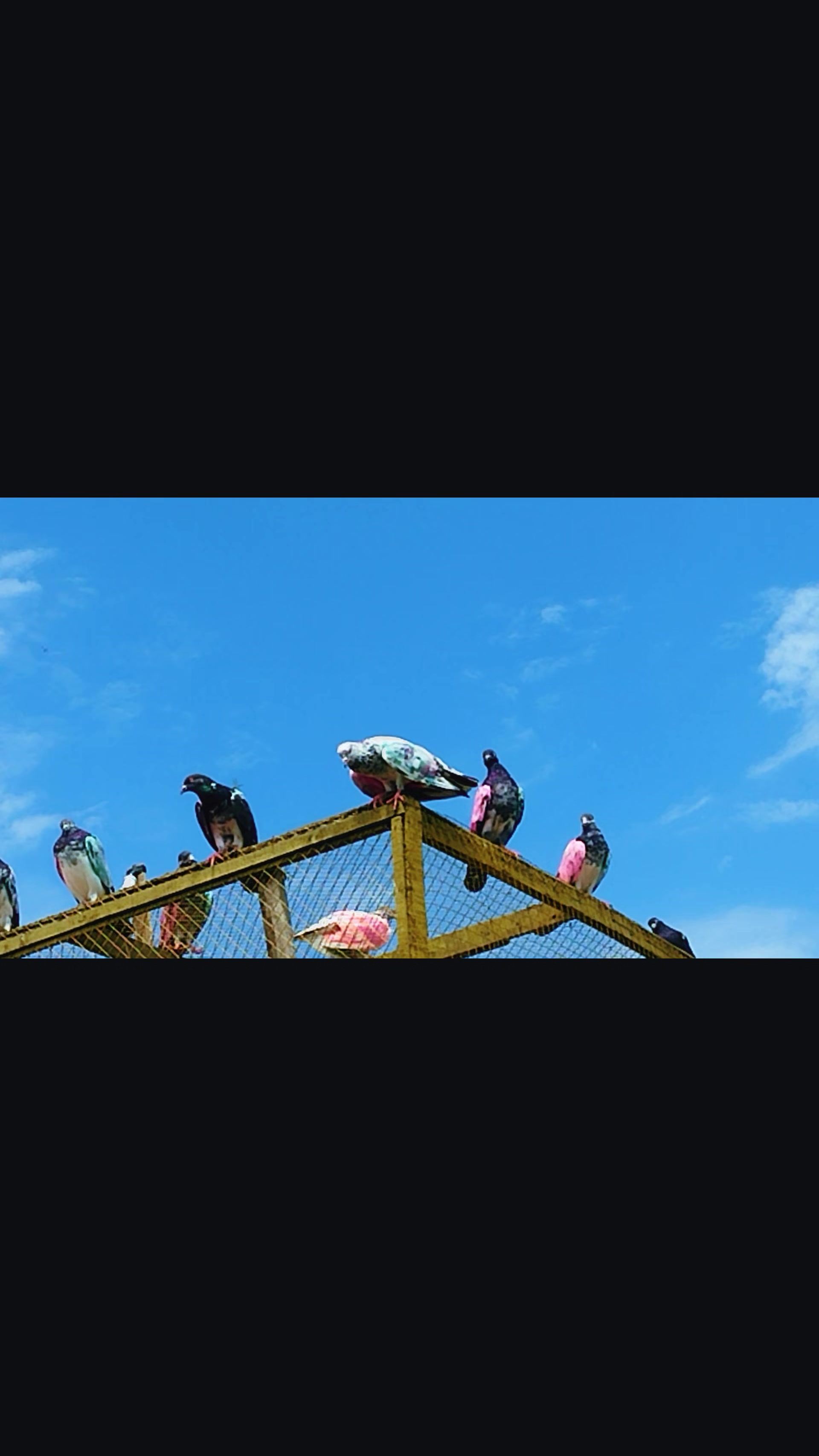 @Babar Pigeons Club