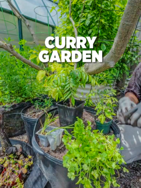 @Planted in the Garden