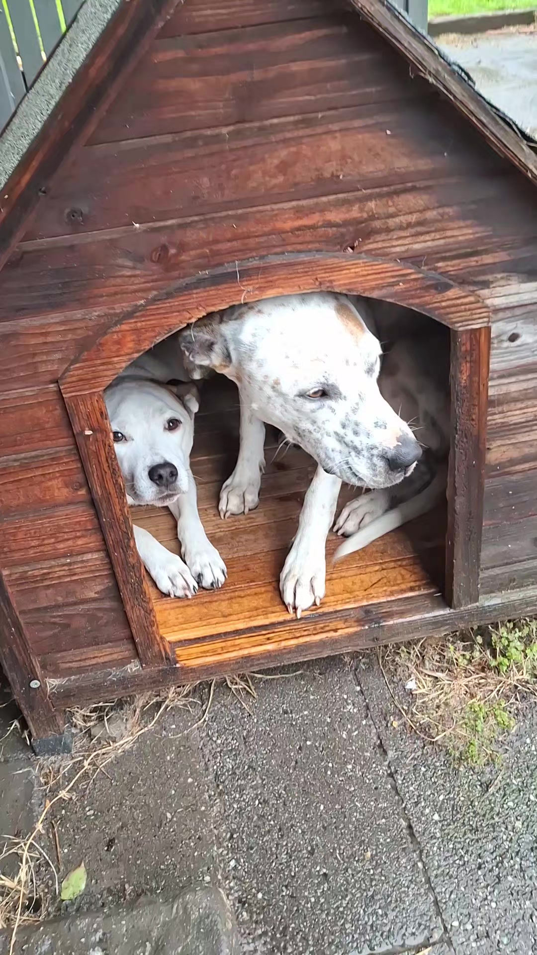 @dogs_and_stuff_8