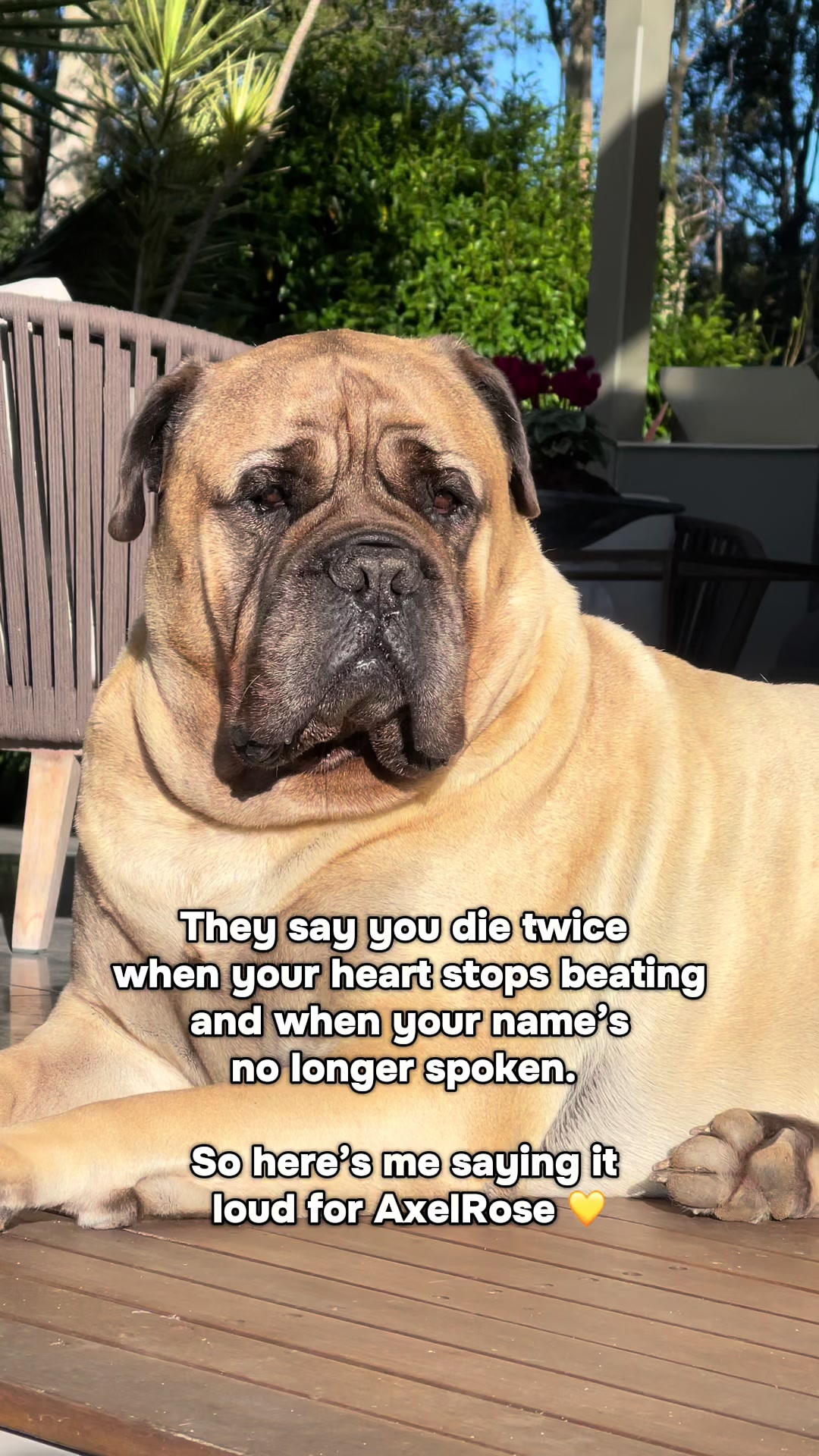 @Axel Rose | Bullmastiff