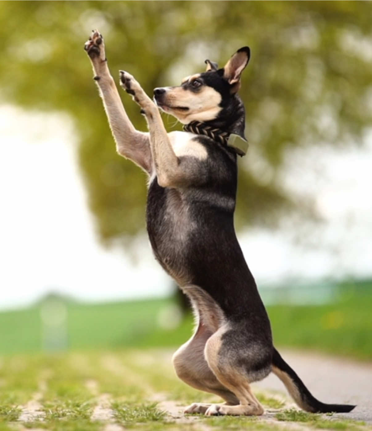 @🐾
