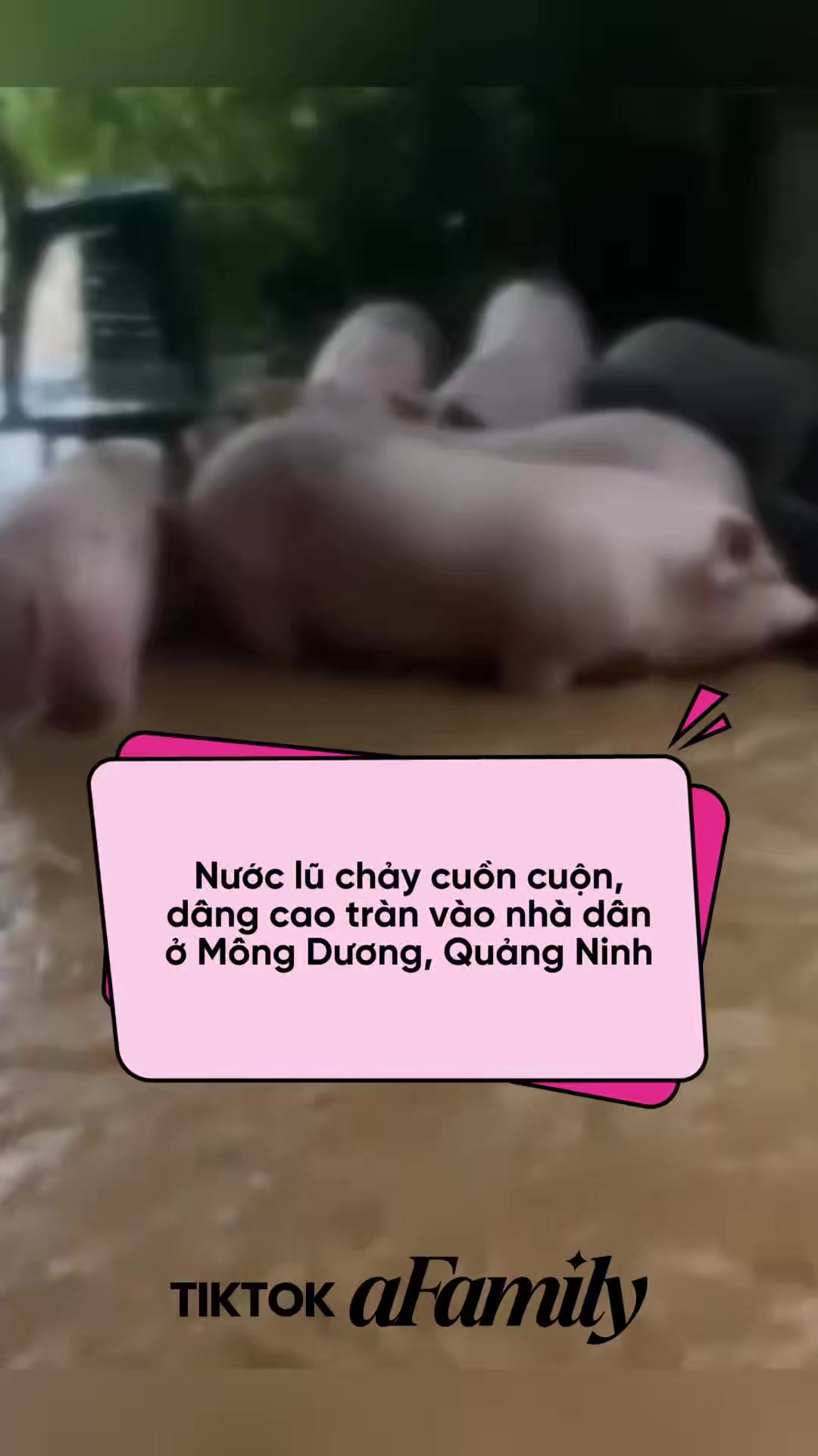 @aFamily Ngay L&uacute;c N&agrave;y