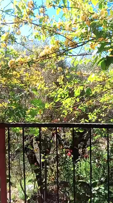 @G&uuml;ls&uuml;n 48
