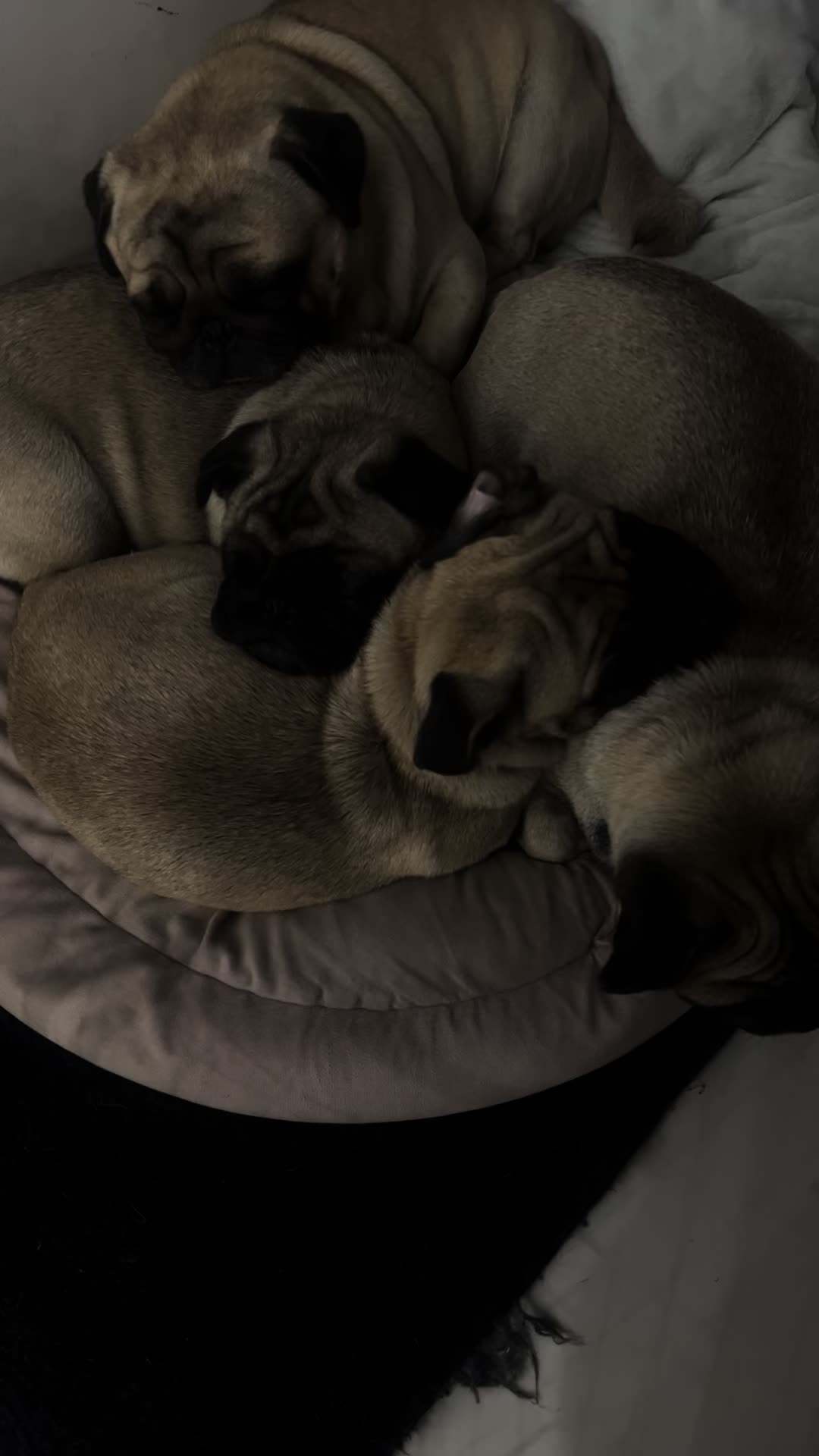 @pugSofyHarry