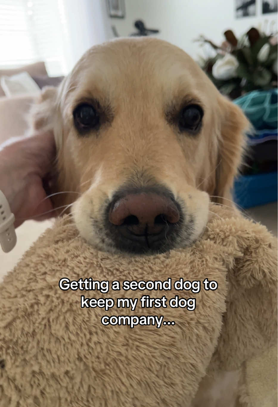 @lunas_golden_life