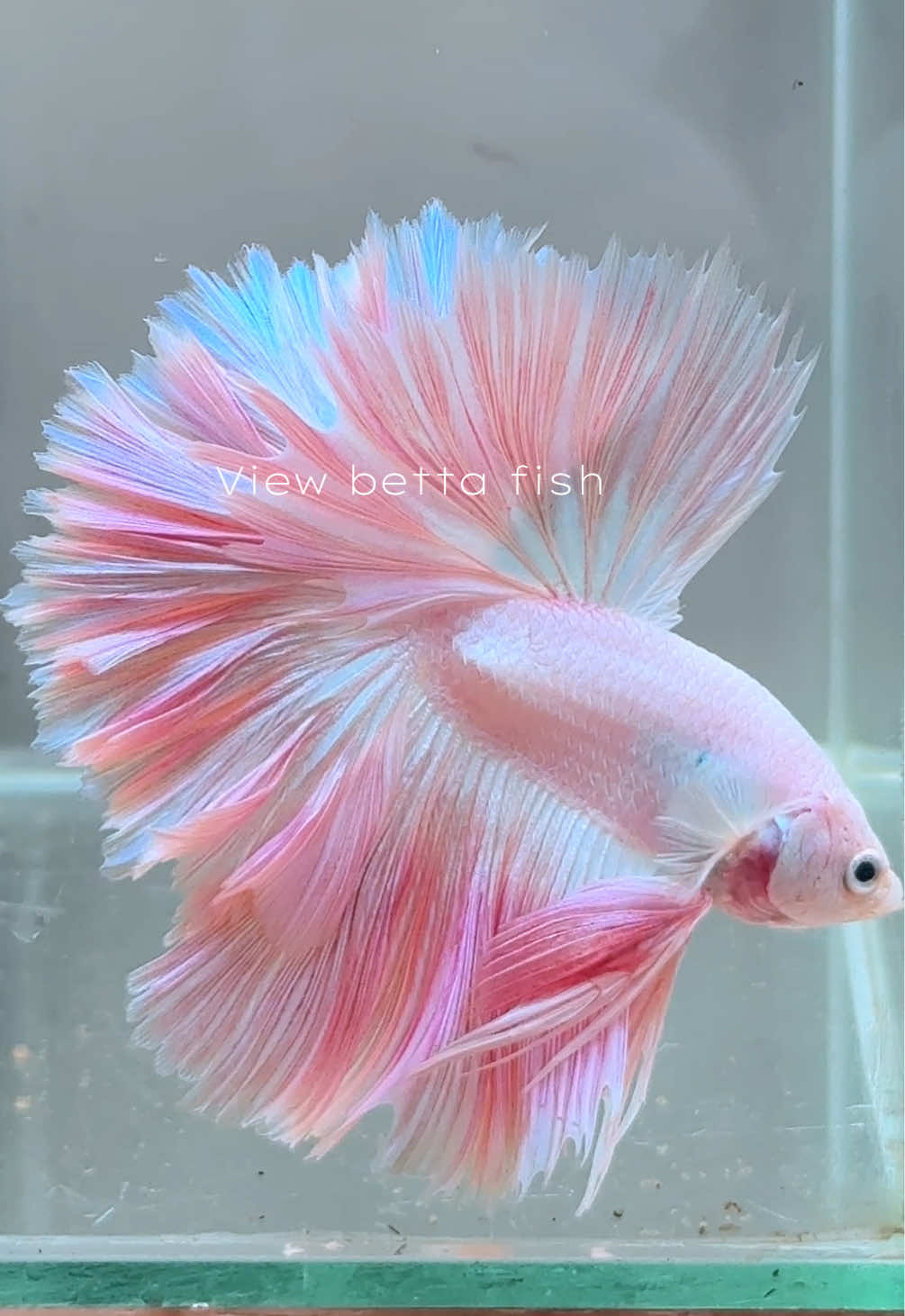 @วิวอยากเลี้ยงปลากัด🐠