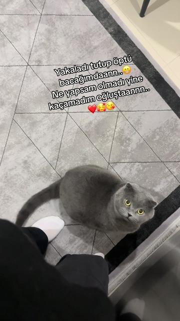 @yenilmez_asi