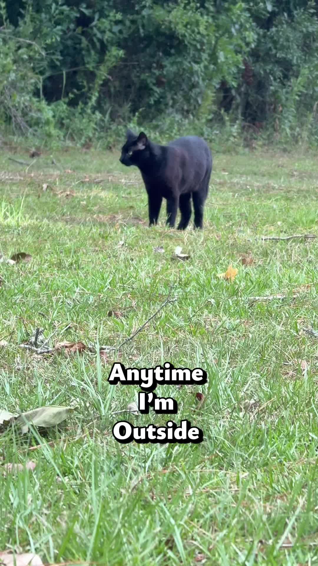 @Shiva The Forest Cat