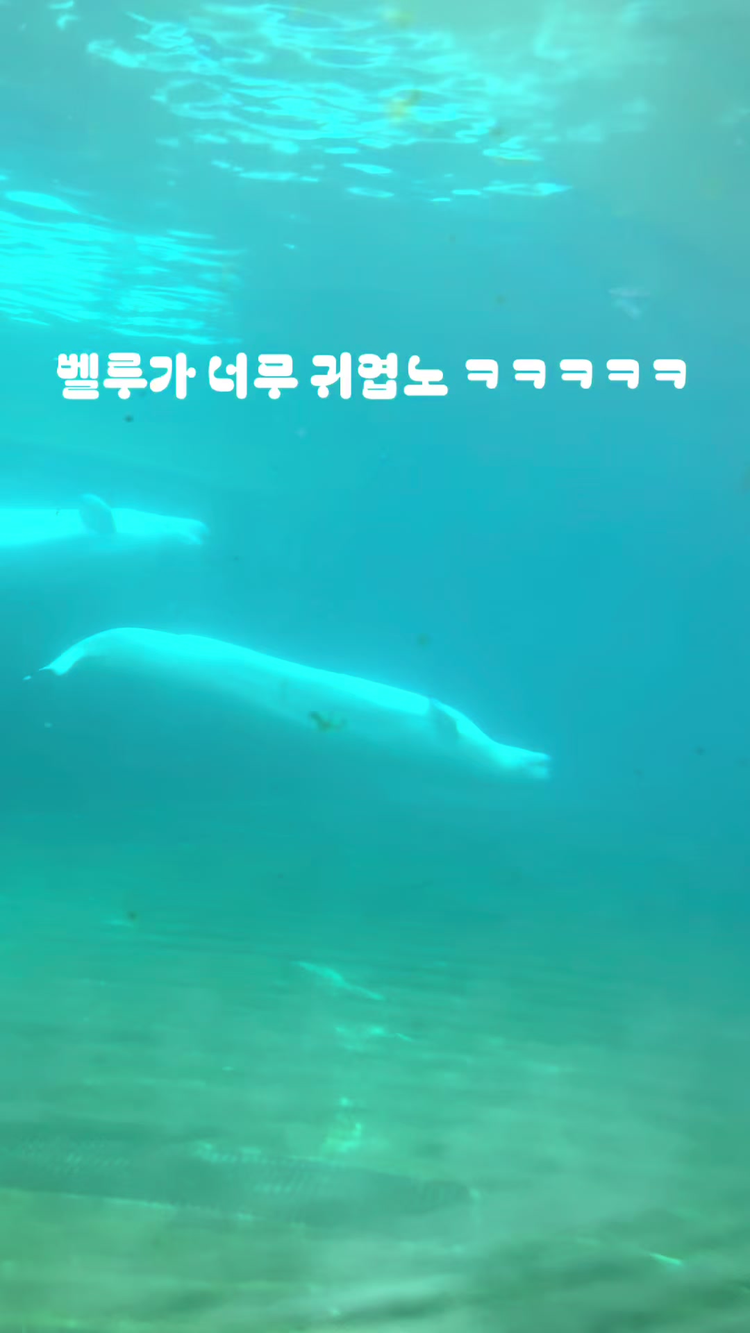 @외로운 강둥이