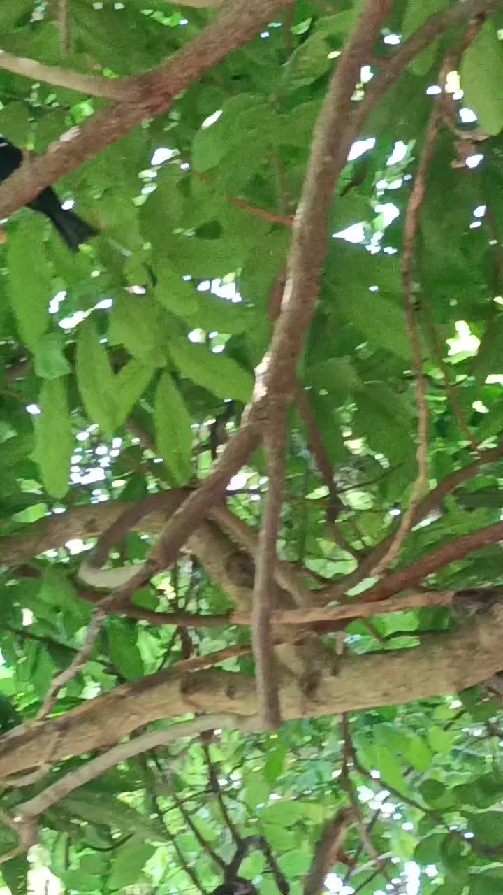 @เมษาราศีเมษ