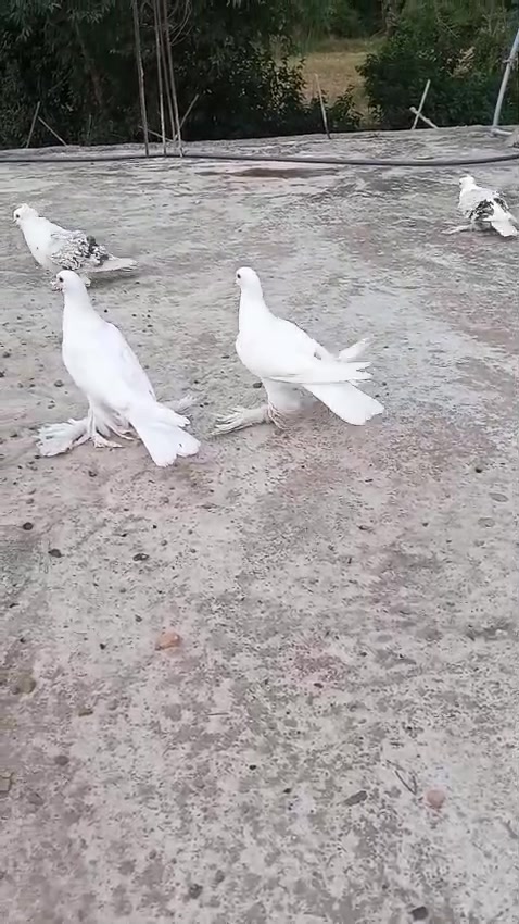 @quality.birds.ajk