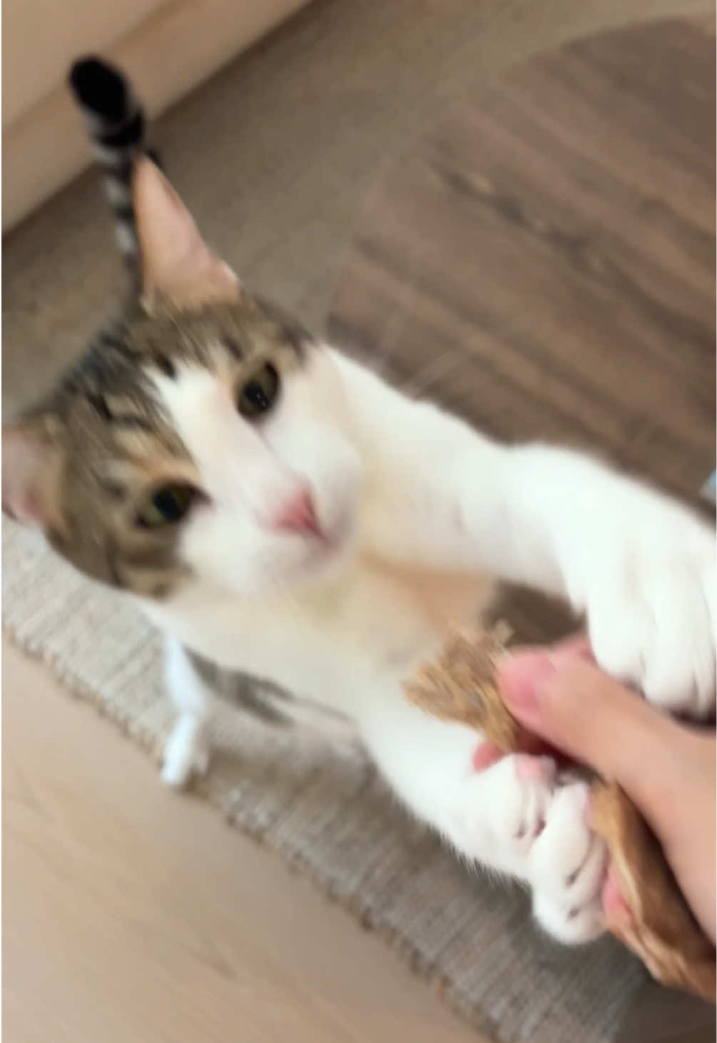 @Mimi Wawa Meow