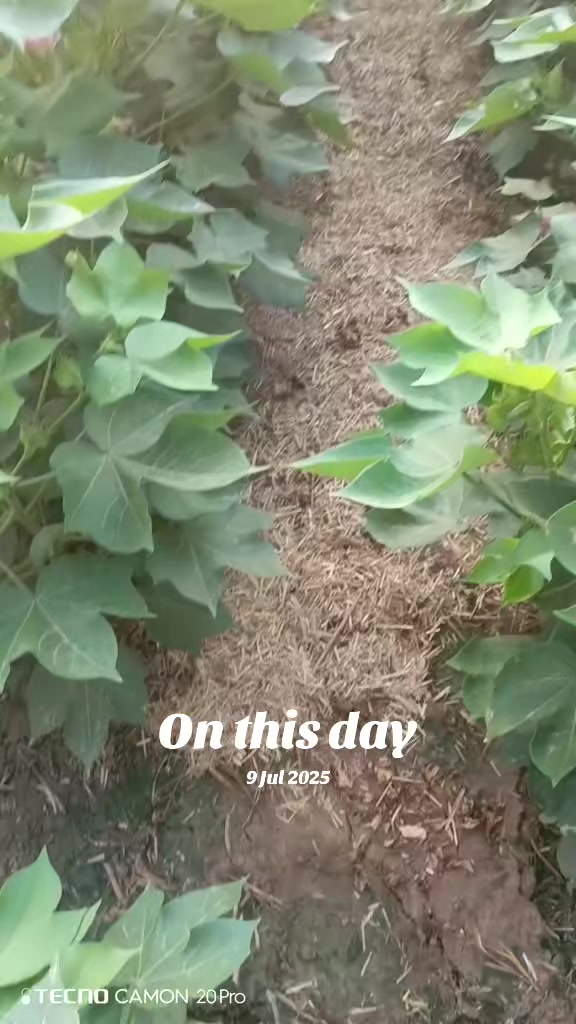 @Mr.Tori.Farming (pathologist)
