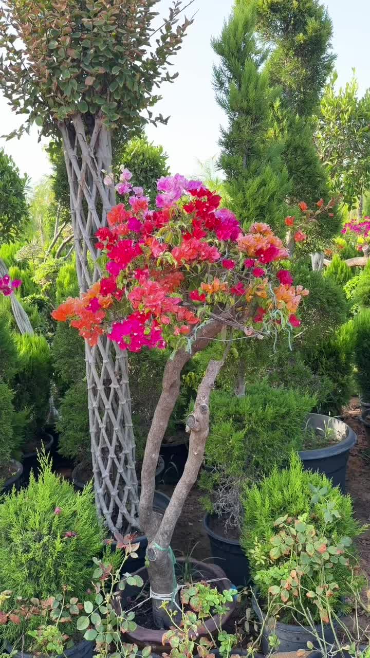@مشتل البركة