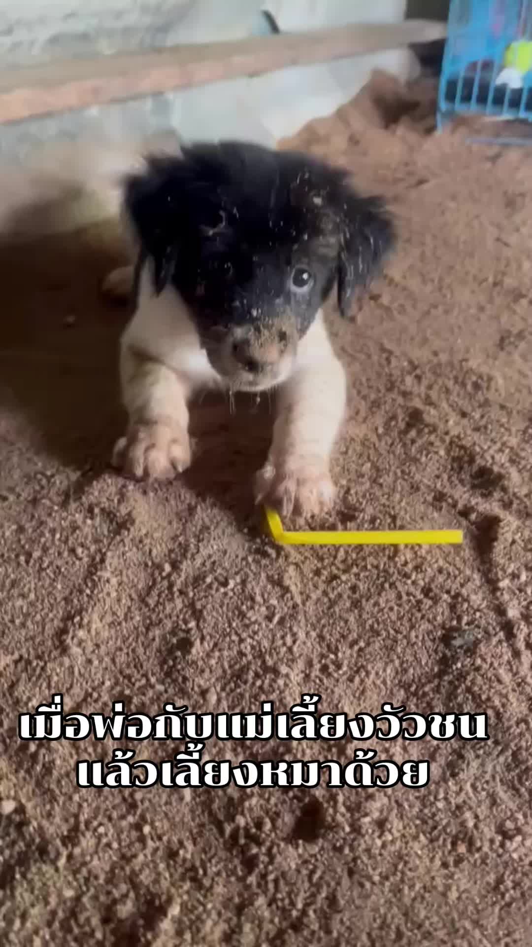 @beam_ntppk