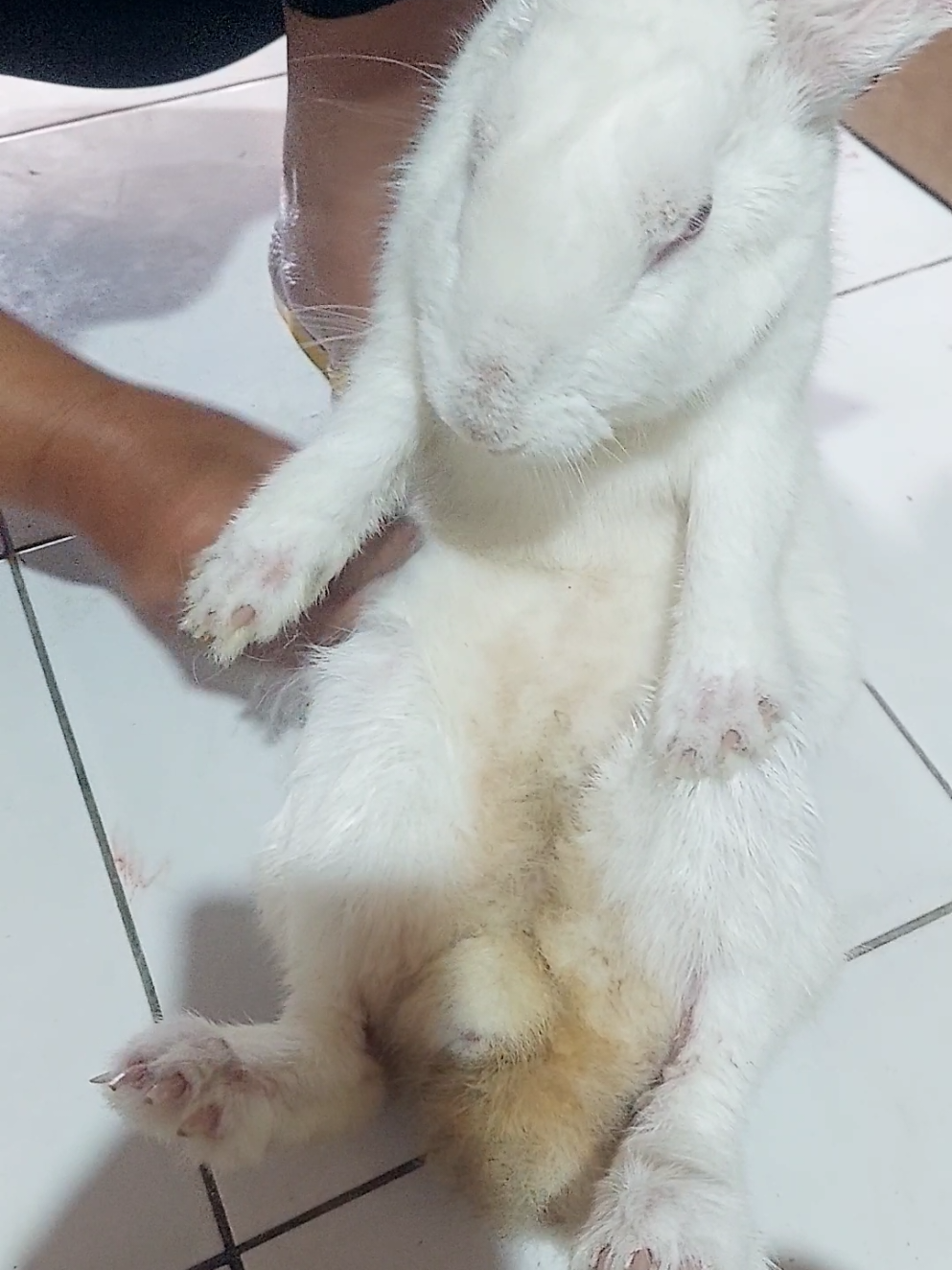 @Cileunyi Rabbit