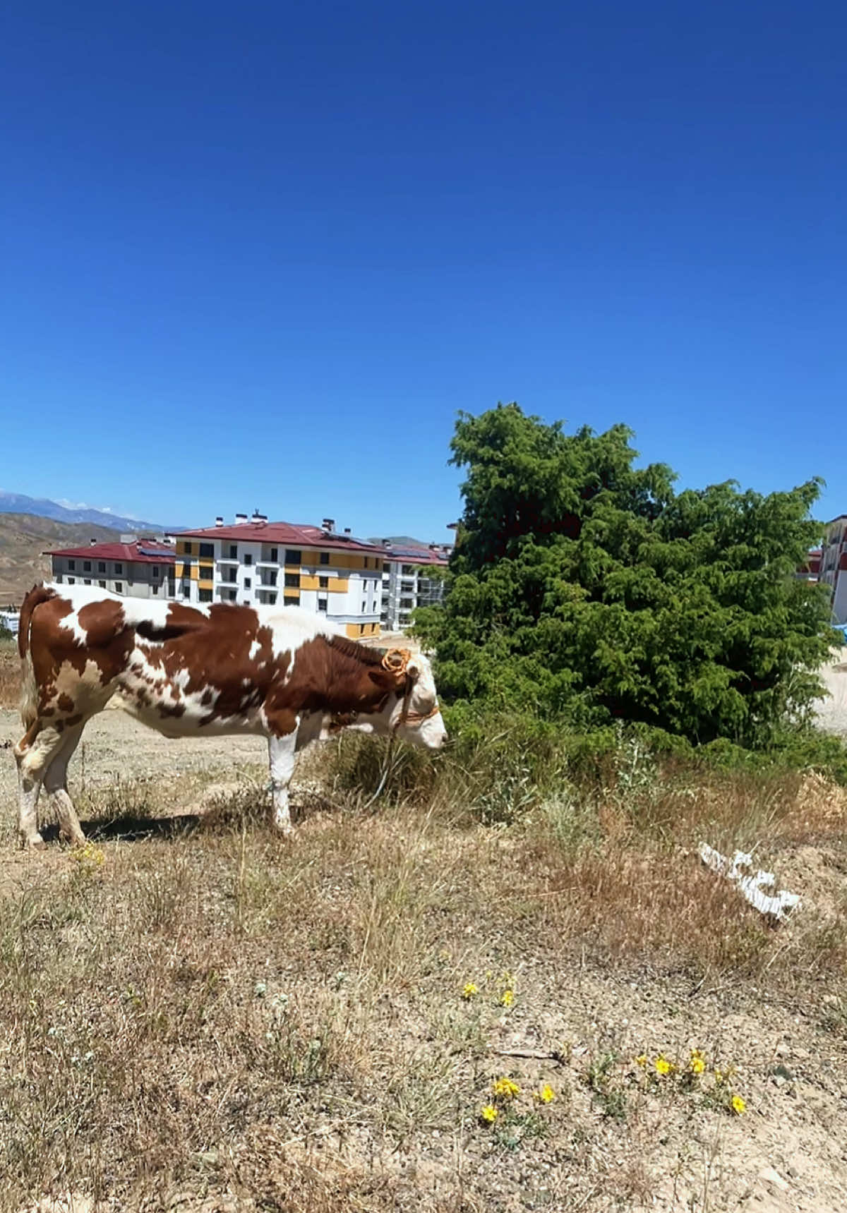 @Uğur Yetiş
