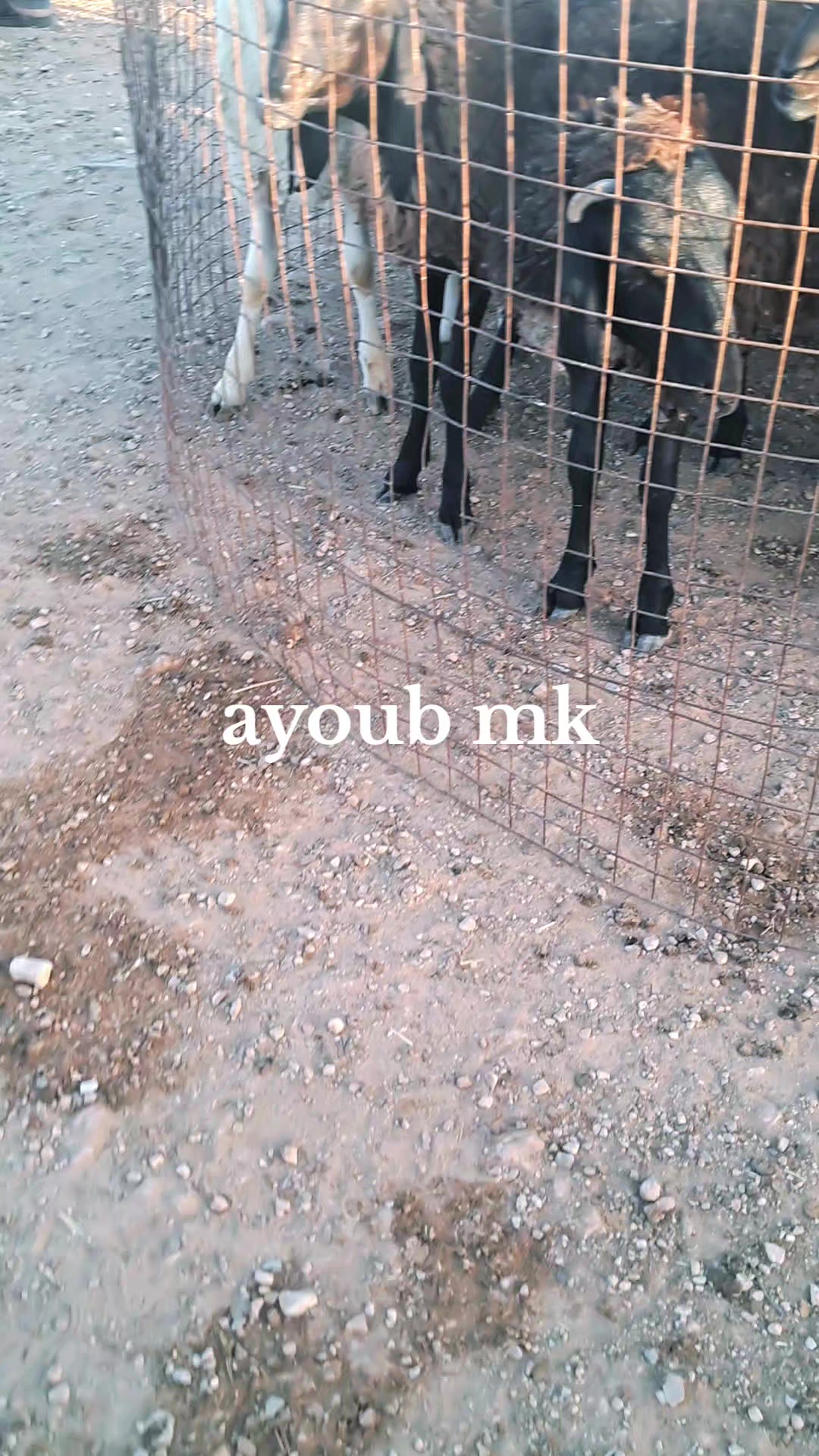 @Ayoub mk